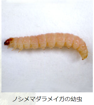 ノシメマダラメイガの幼虫