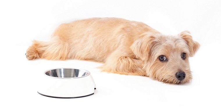 犬の腎不全 末期からの回復：食事療法